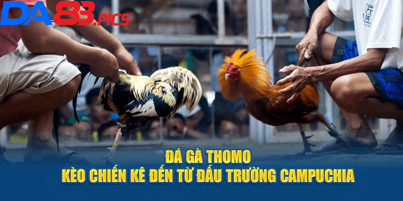 Sơ lược vài nét về hình thức đá gà Thomo